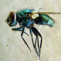 Pretty Dead Thing