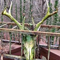 Green Horn