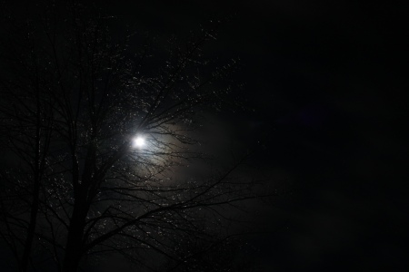 Full-Moon-Sparkle-Tree