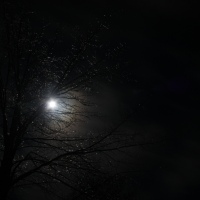 Full-Moon-Sparkle-Tree