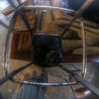 Cat Cam