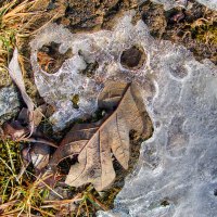 Ice Beastie
