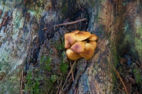 Trailside.