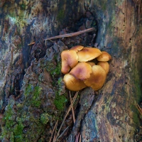 Trailside.