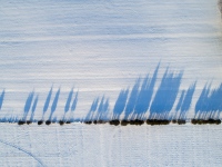 Tree Line