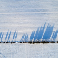 Tree Line
