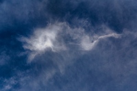 Wispy Whale