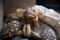 African Spurred Tortoise