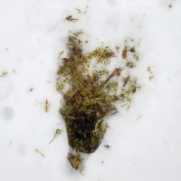 Squirrel Snack Scratch