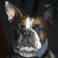Who's a Good Boy?
