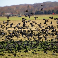 Birds of a Feather