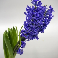Bluey