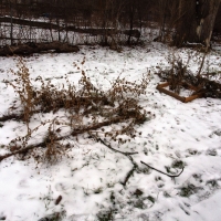 Bug Beds