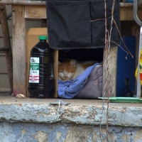 Porch Pirate