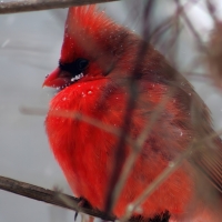 Fluffy & Red
