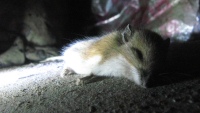 Sleepy Nap Time