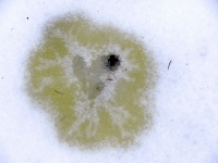 Piss Heart