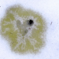 Piss Heart