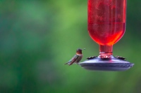Teeny Tiny Bird