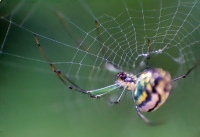Spider Spider