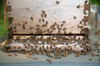 Bee Hive Yourself