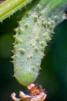 As Cool as a Cucumber