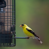 Twitter Profile