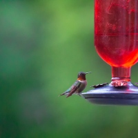 Teeny Tiny Bird