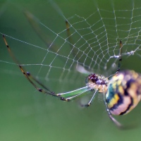 Spider Spider
