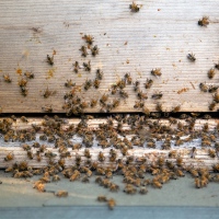 Bee Hive Yourself