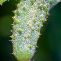 As Cool as a Cucumber