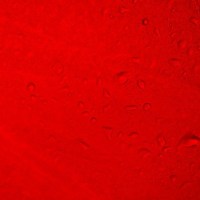 Ruby Rain