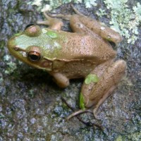 FrogToad