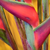 ugly plant