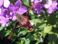 HB Moth