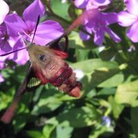 HB Moth