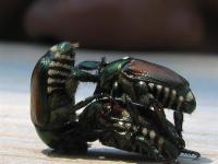 Circus Bugs