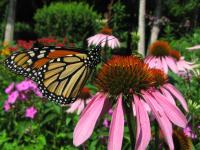 The Butterflies and the Bees