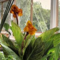 2nd Bloom