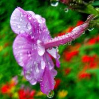 Splash