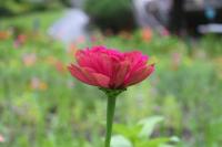 In the Garden