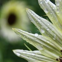 Goodbye Rainy July