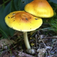Shroomies