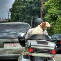 Dog on a Bike