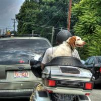 Dog-on-a-Bike