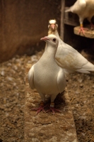 Coo