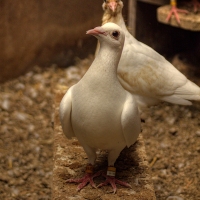 Coo