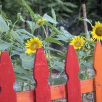 Good Fence Good Neighbours