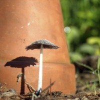 Shroom with a View