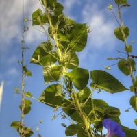 Reaching for the Sky